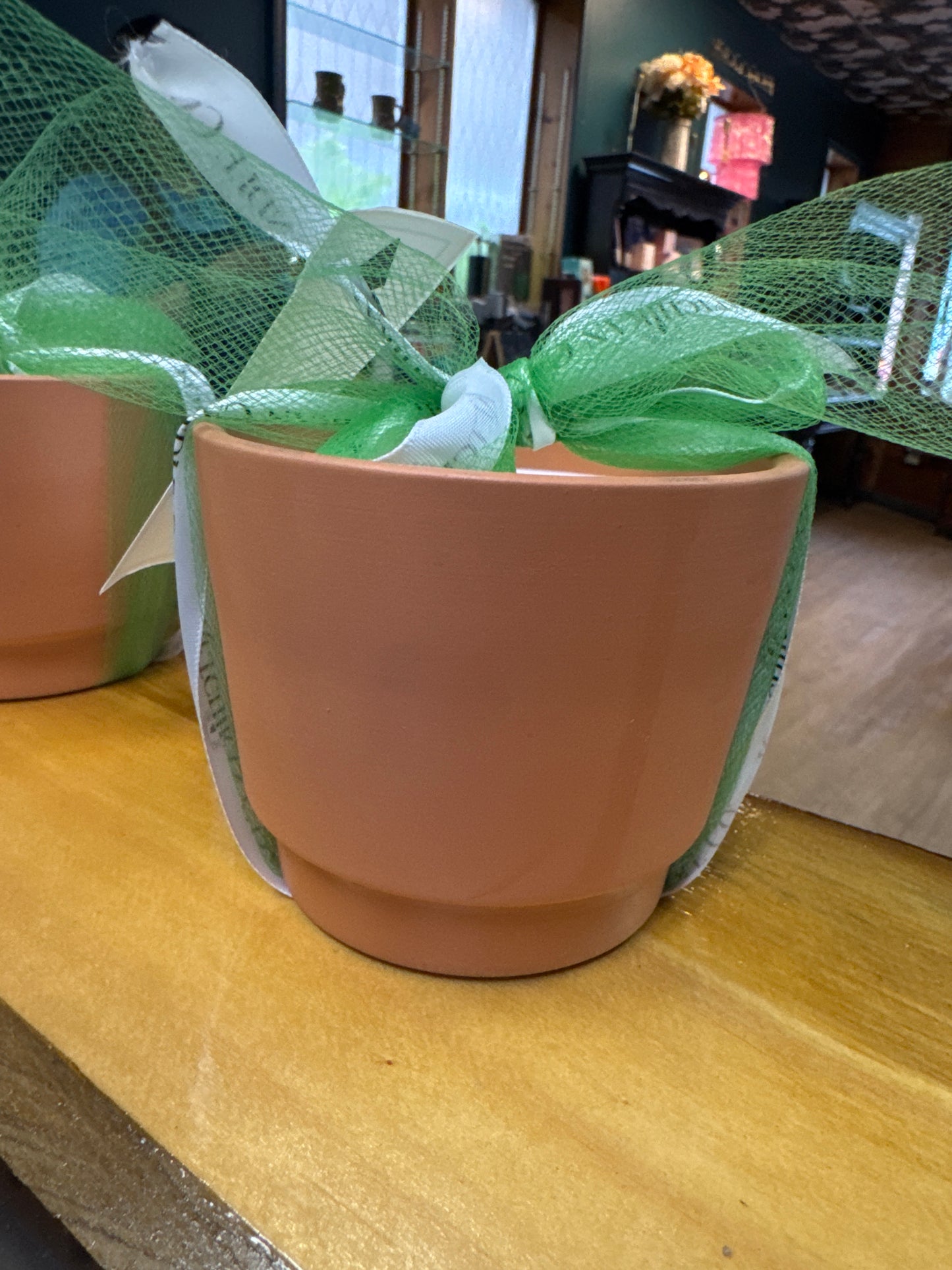 Potted - Fresh cut flowers 10 oz.