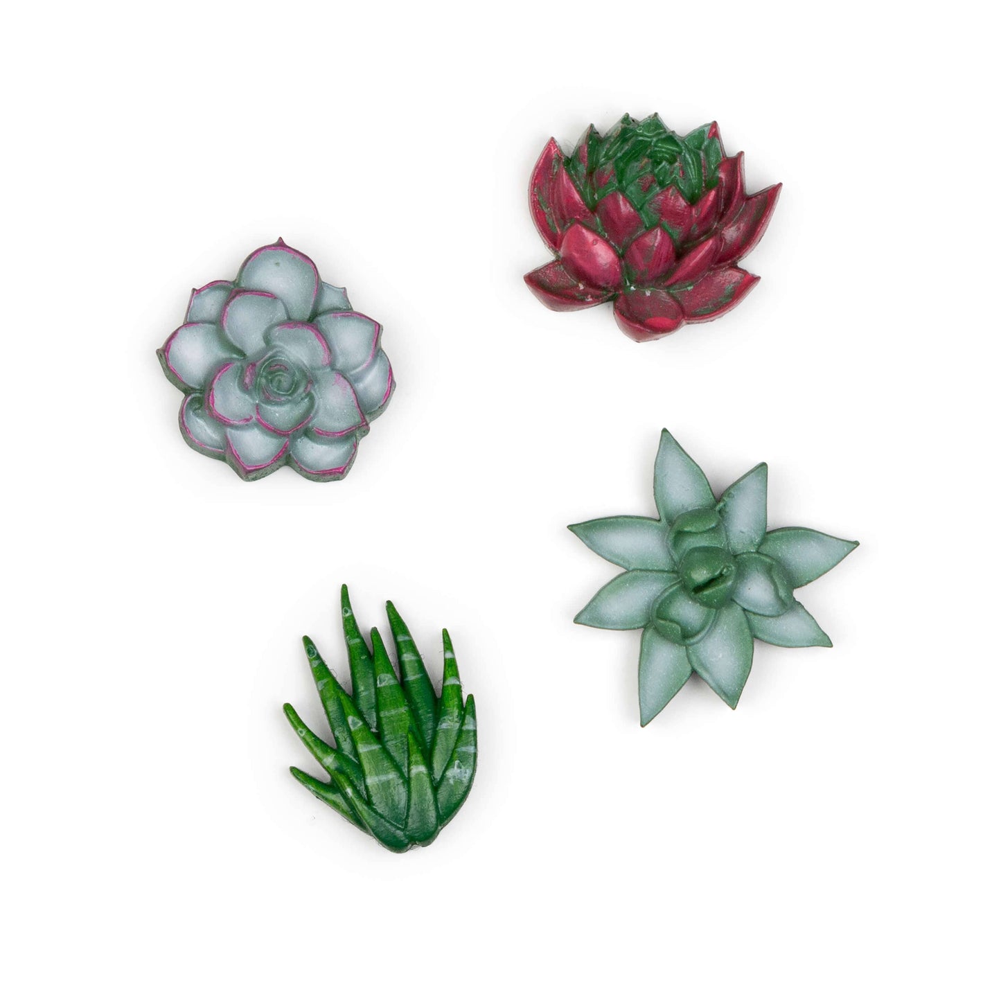 Succulent magnets