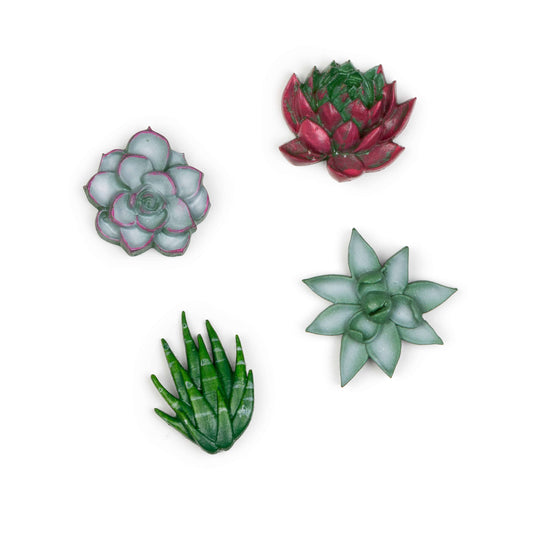 Succulent magnets