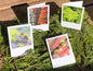 Glimpses of Ketchikan Notecards