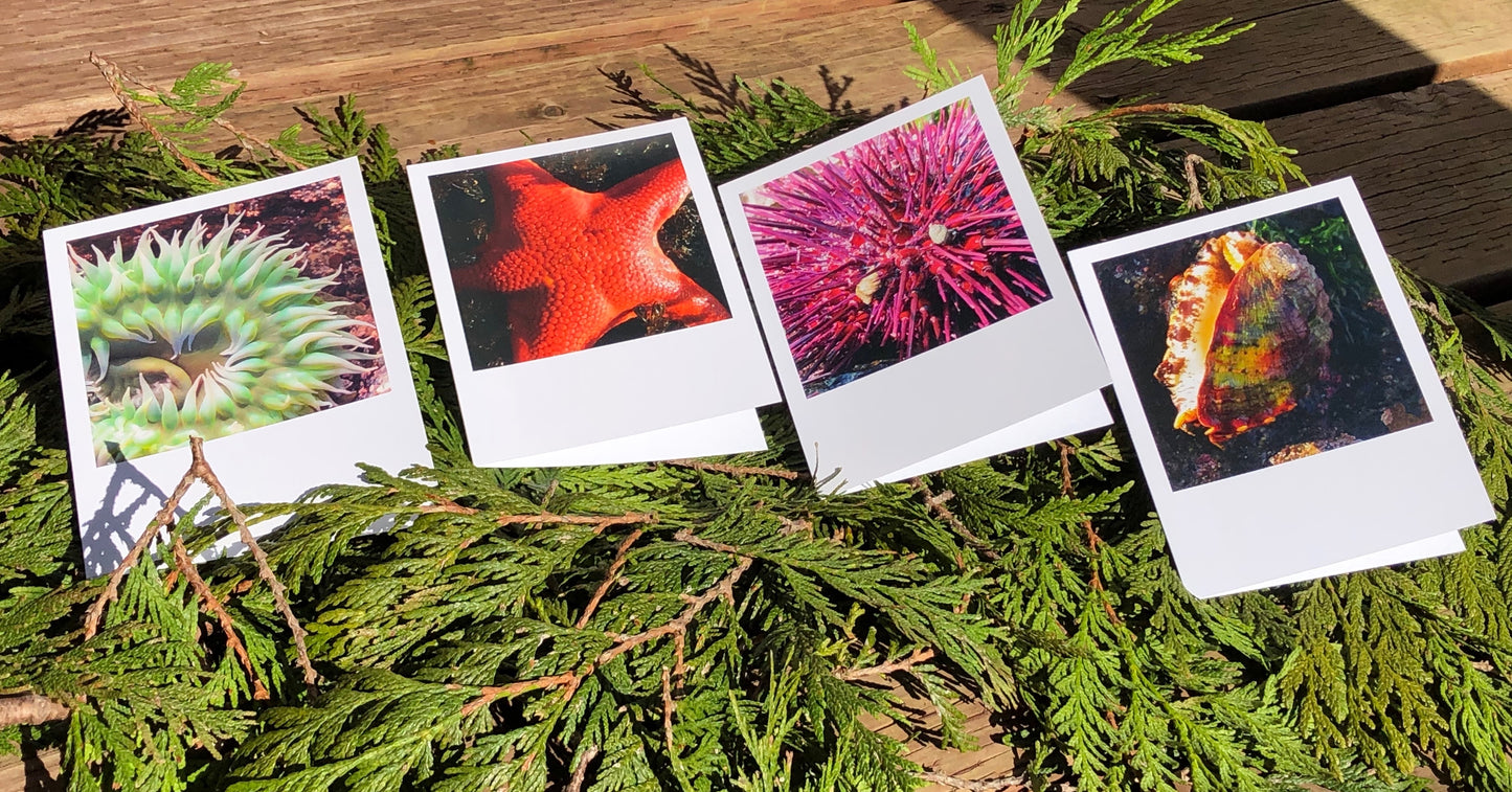 Glimpses of Ketchikan Notecards